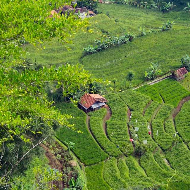 luchtfoto van groen grasveld overdag online puzzel