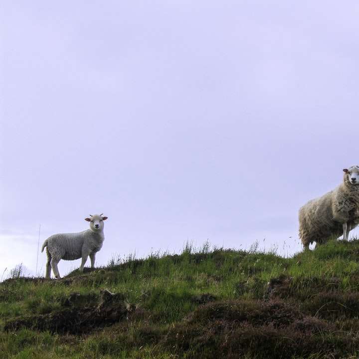 Mouton blanc sur champ d'herbe verte pendant la journée puzzle en ligne