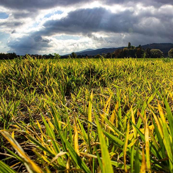 поле със зелена трева близо до зелени дървета под облачно небе онлайн пъзел