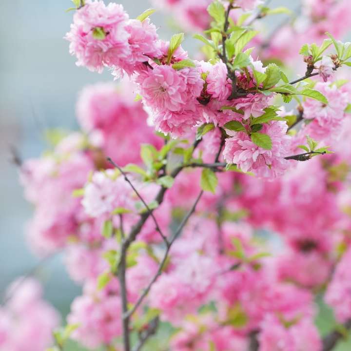 růžový květ v sklopném objektivu posuvné puzzle online