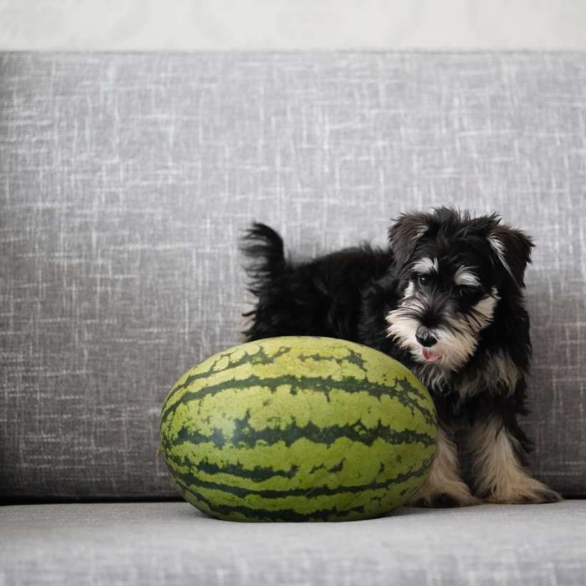 câine mic, negru și maro, acoperit lung alunecare puzzle online