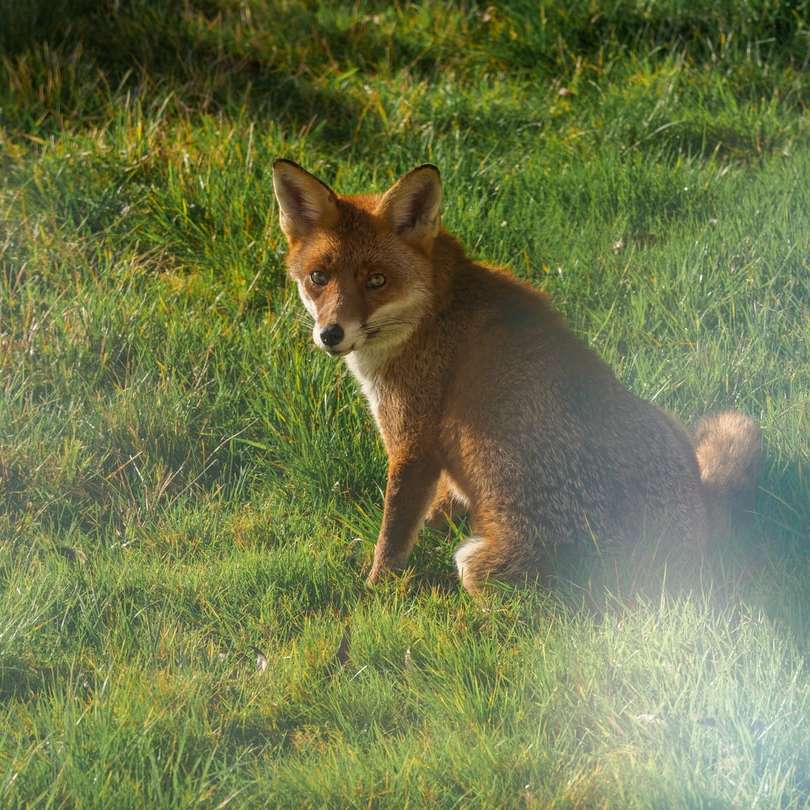 brown fox on green grass field during daytime online puzzle