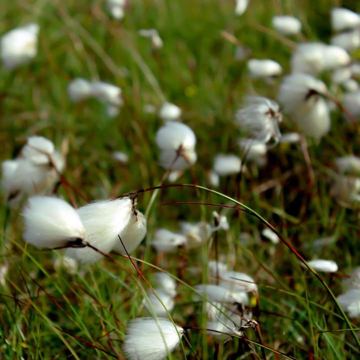 fiori bianchi su erba verde durante il giorno puzzle scorrevole online