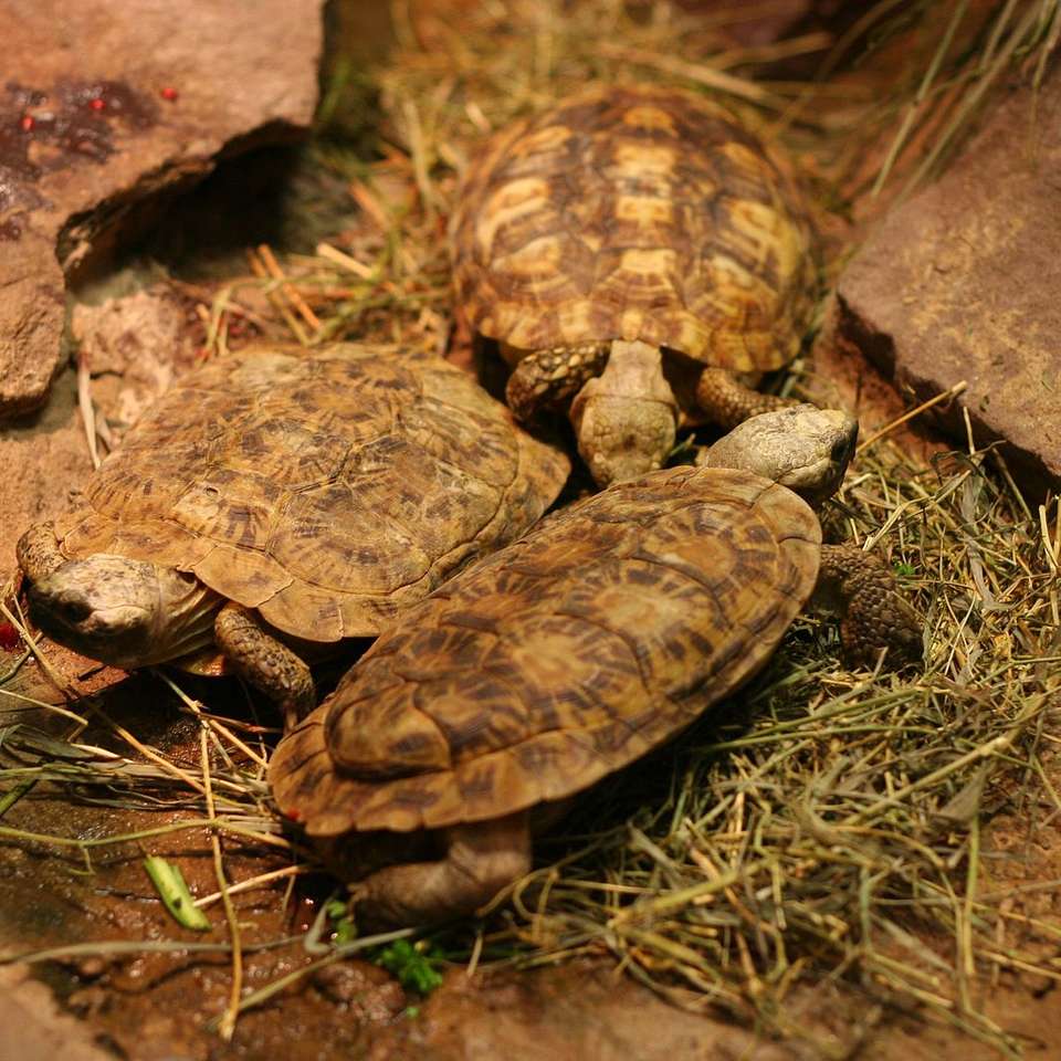 Gissa sköldpaddan Pussel online