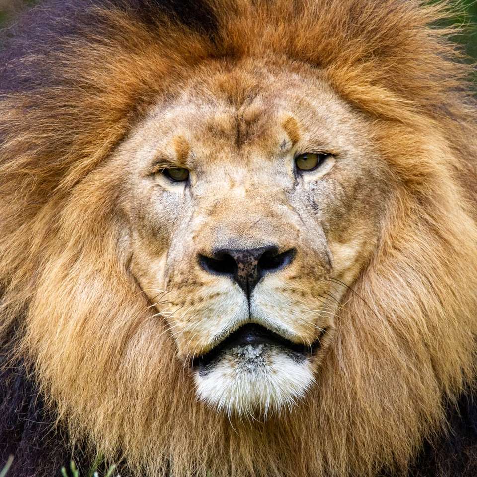 λιοντάρι που βρίσκεται στο πράσινο γρασίδι συρόμενο παζλ online