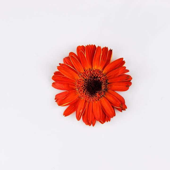 red and yellow flower in white background sliding puzzle online