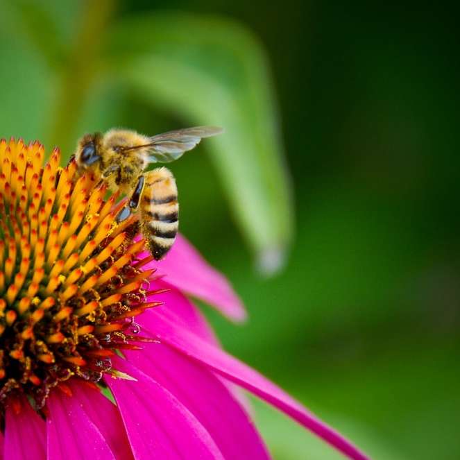 Honigbiene thront auf rosa Blume in Nahaufnahmefotografie Online-Puzzle