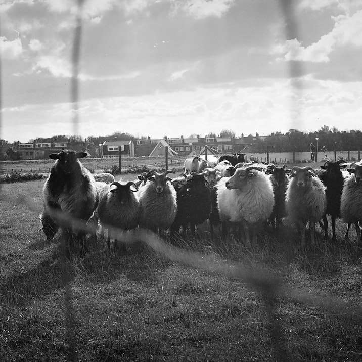zdjęcie w skali szarości owiec na polu trawy puzzle przesuwne online