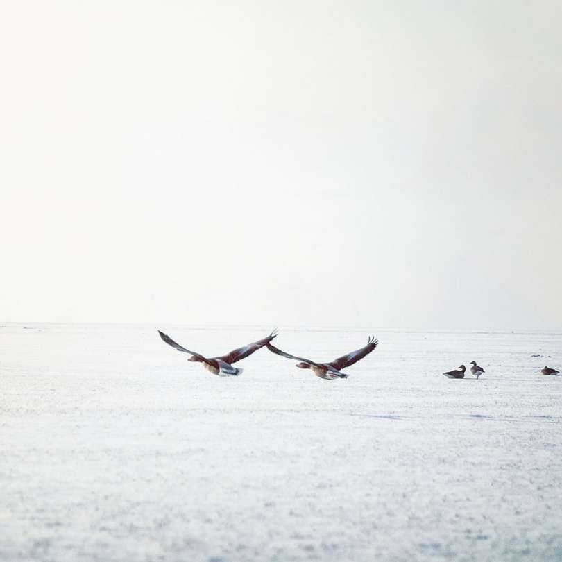 καφέ και άσπρο πουλί που πετά πάνω από τη θάλασσα κατά τη διάρκεια της ημέρας online παζλ