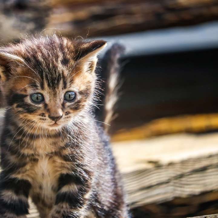 brun tabby kattunge på brunt träbord Pussel online