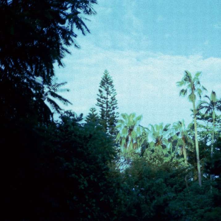 green trees under blue sky during daytime sliding puzzle online