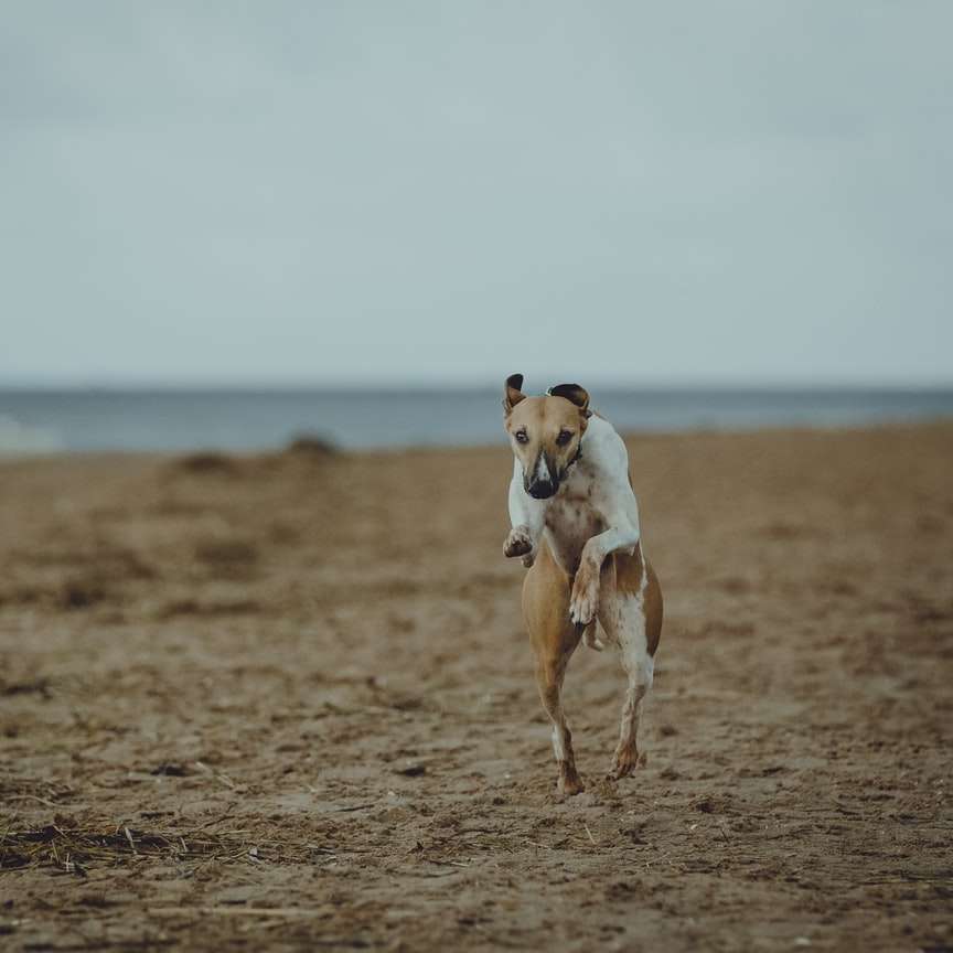 Perro de pelo corto marrón y blanco corriendo en campo marrón rompecabezas en línea
