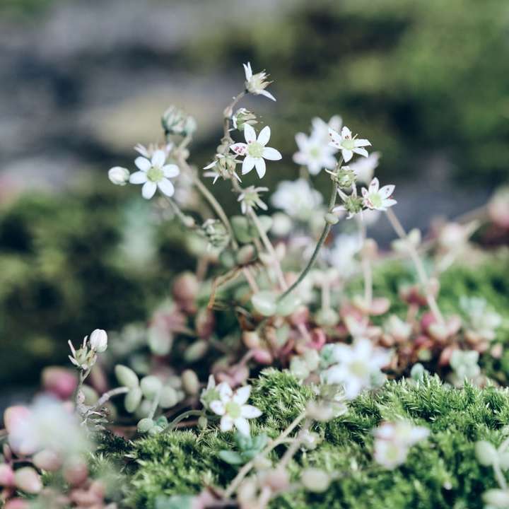 witte bloemen met groene bladeren online puzzel