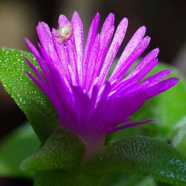 фиолетовый цветок с каплями воды онлайн-пазл