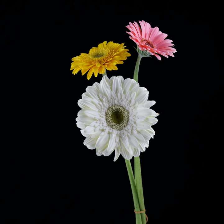 biały i różowy kwiat z zielonymi liśćmi puzzle online