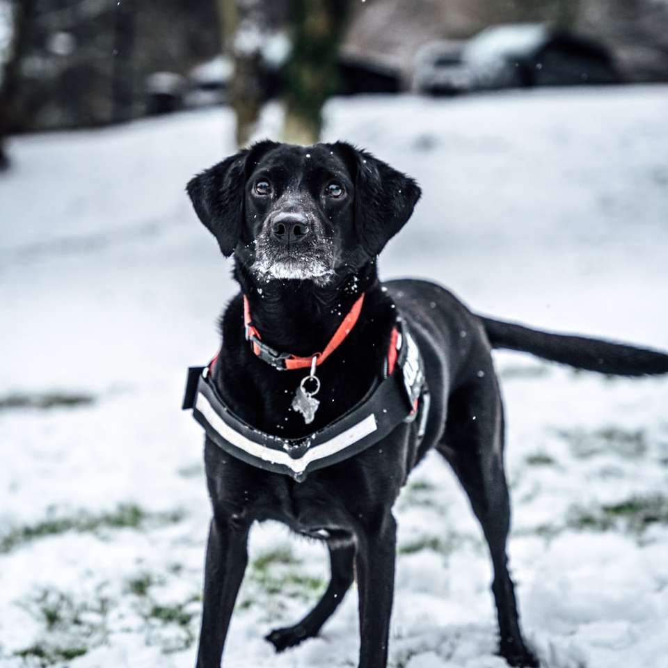 svart labrador retriever på snötäckt mark Pussel online