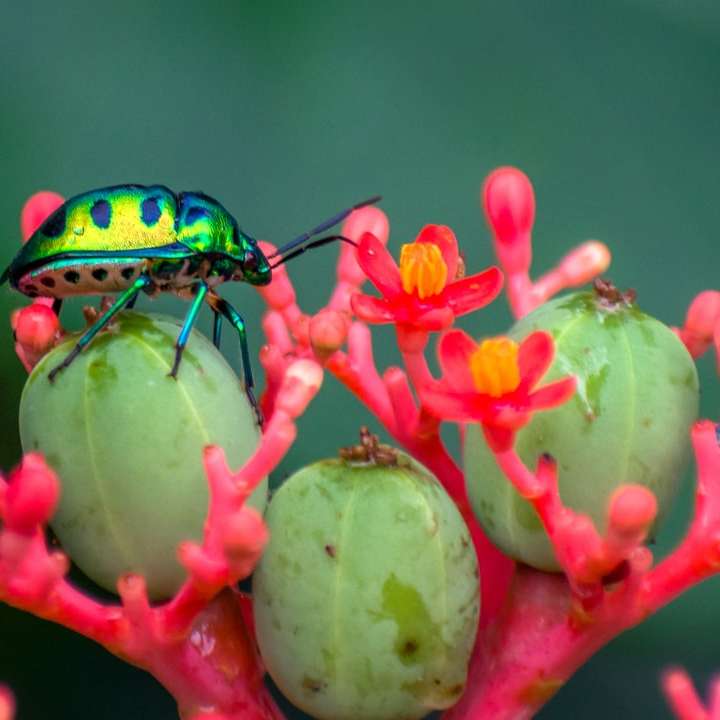 green and black bug on green and red flower online puzzle