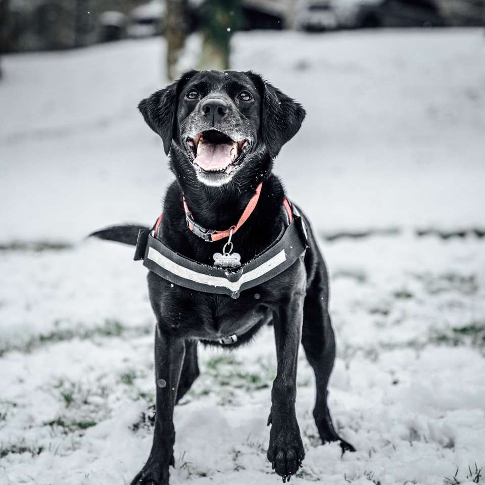 labrador retriever negru pe teren acoperit de zăpadă puzzle online
