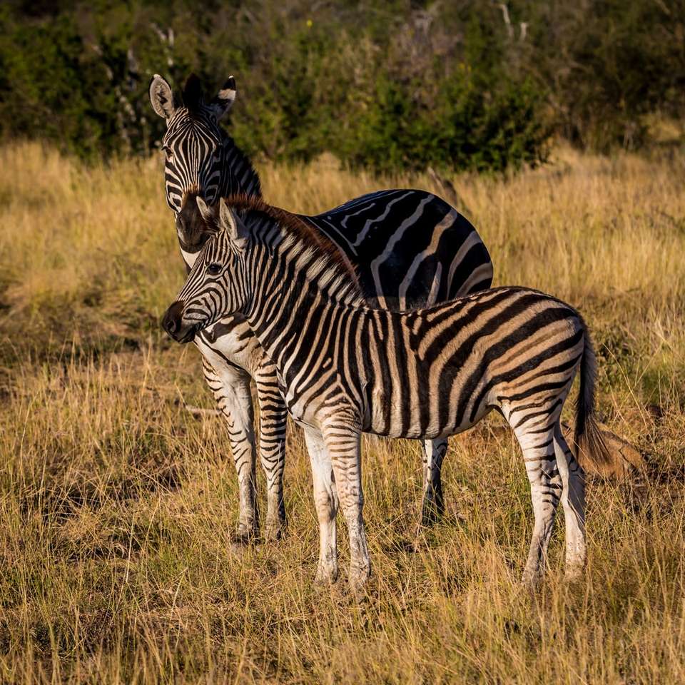 duas zebras na grama puzzle online