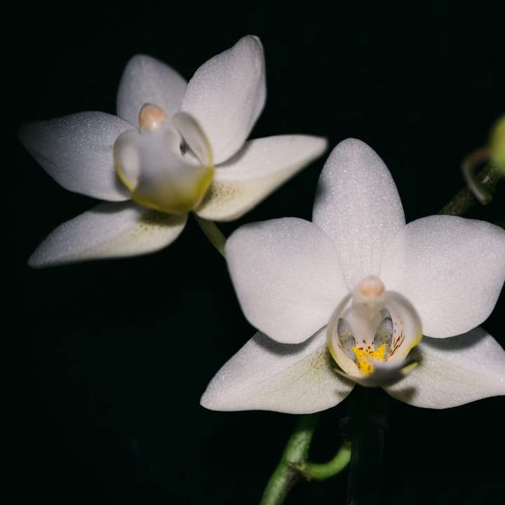 λευκό και κίτρινο λουλούδι σε στενή επάνω φωτογραφία συρόμενο παζλ online