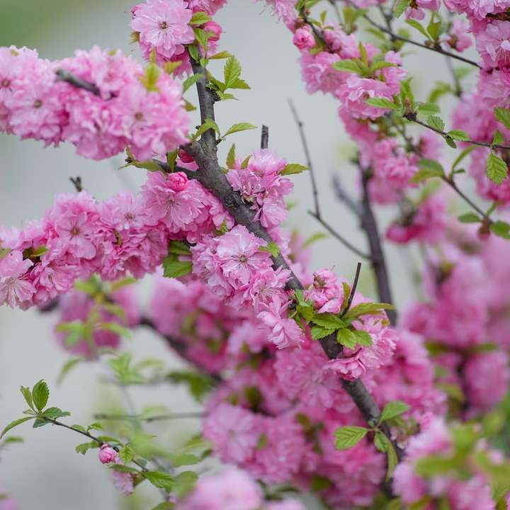 flori roz în lentilă de înclinare alunecare puzzle online