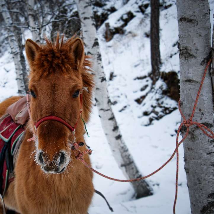 кафяв кон на покрита със сняг земя през деня плъзгащ се пъзел онлайн