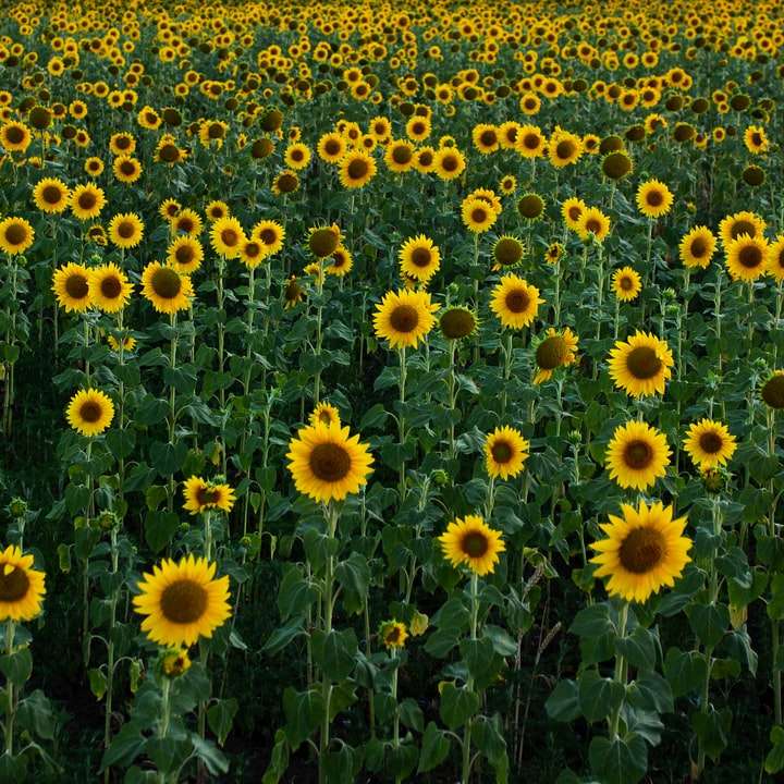 campo de flores amarillas durante el día rompecabezas en línea