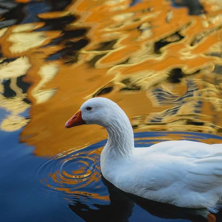 white duck on water during daytime online puzzle