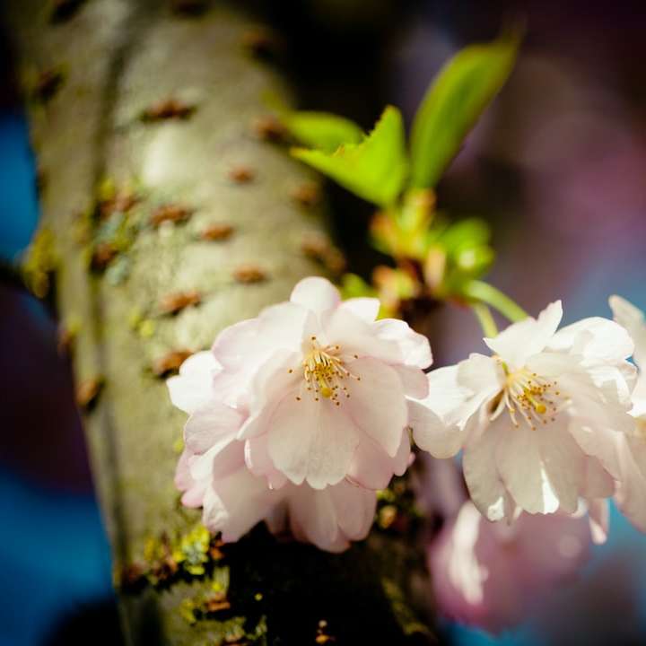 flor de cerezo blanco en fotografía de cerca puzzle deslizante online