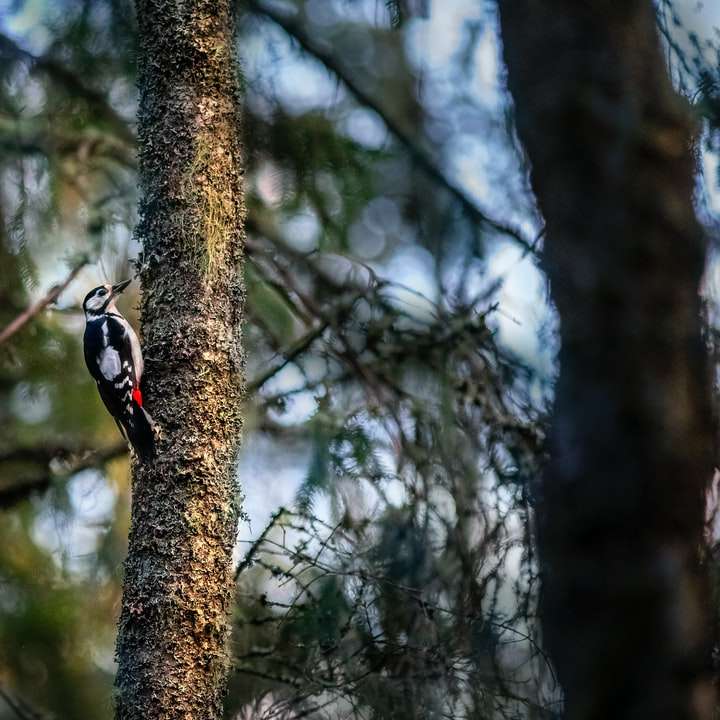Oiseau noir et blanc sur une branche d'arbre brun pendant la journée puzzle en ligne