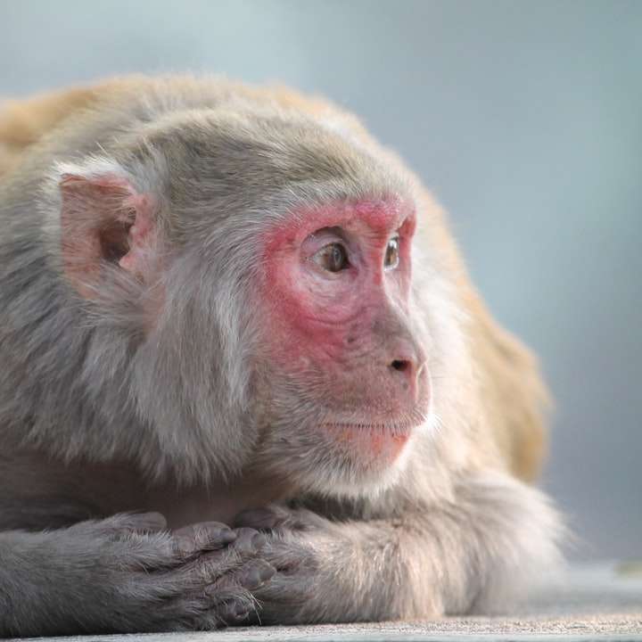 καφέ μαϊμού σε κλαδί δέντρου καφέ συρόμενο παζλ online