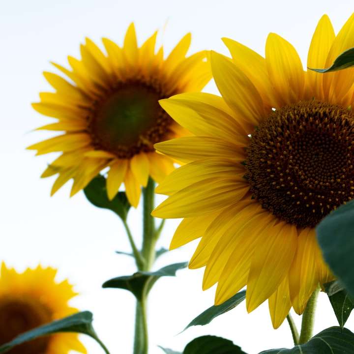 gelbe Sonnenblume in der Nahaufnahmefotografie Online-Puzzle