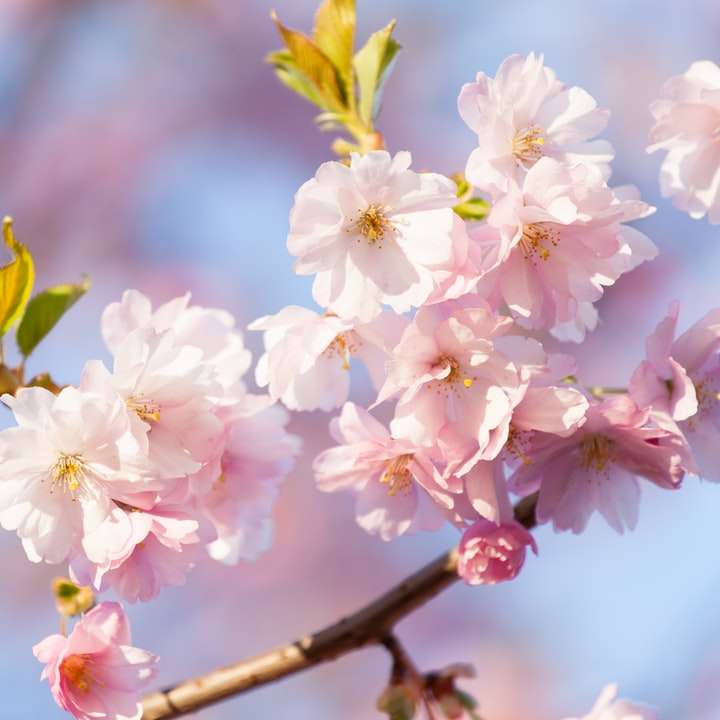 fehér és rózsaszín cseresznyevirág közelről fotózás csúszó puzzle online