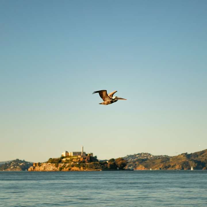 uccello marrone che vola sul mare durante il giorno puzzle scorrevole online