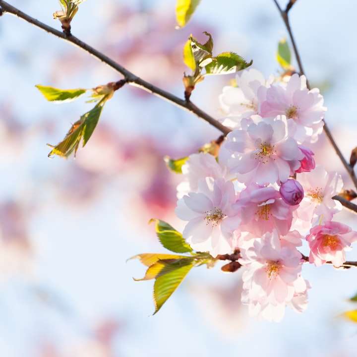 rosa och vit körsbärsblom blommar under dagtid glidande pussel online