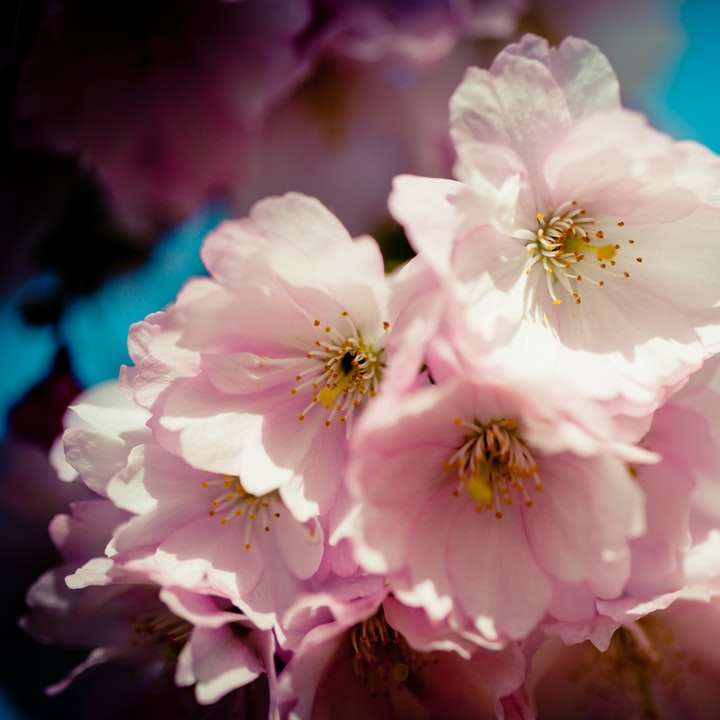 vit och lila blomma i närbildfotografering glidande pussel online