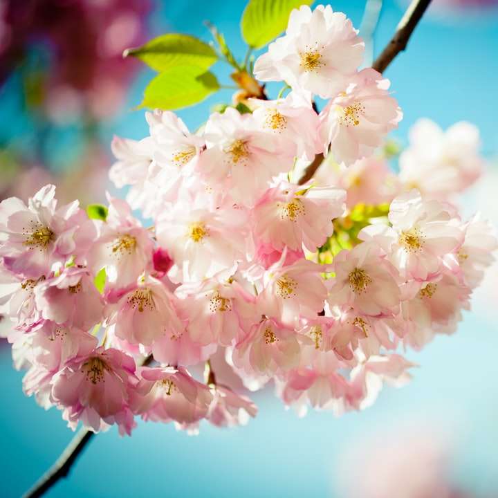 bílé a růžové třešňové květy v detailní fotografii online puzzle