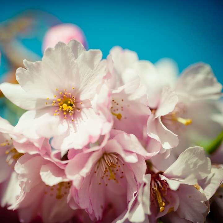 λευκό και ροζ λουλούδι στη μακρο φωτογραφία συρόμενο παζλ online