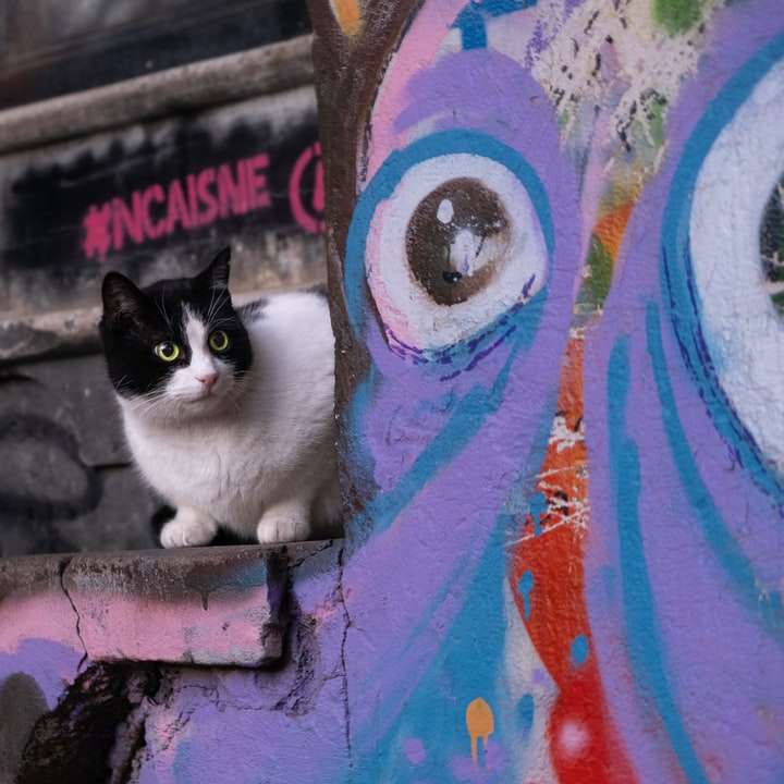 witte en zwarte kat op blauwe en rode betonnen muur schuifpuzzel online