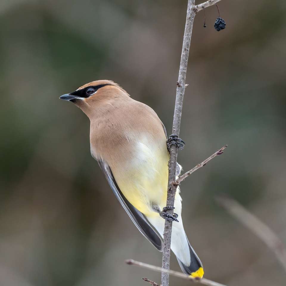 καφέ και κίτρινο πουλί σε κλαδί δέντρου συρόμενο παζλ online