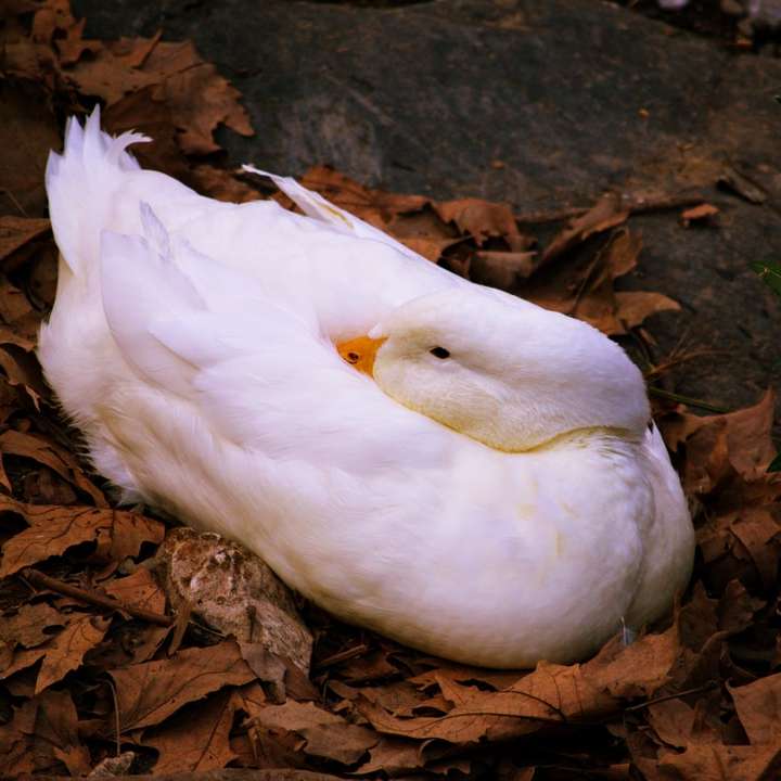 weiße Ente auf braunen getrockneten Blättern Online-Puzzle