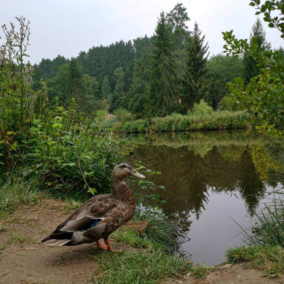 Canard brun sur un sol brun près des arbres verts pendant la journée puzzle en ligne