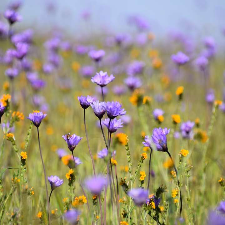 昼間の紫色の花畑 オンラインパズル