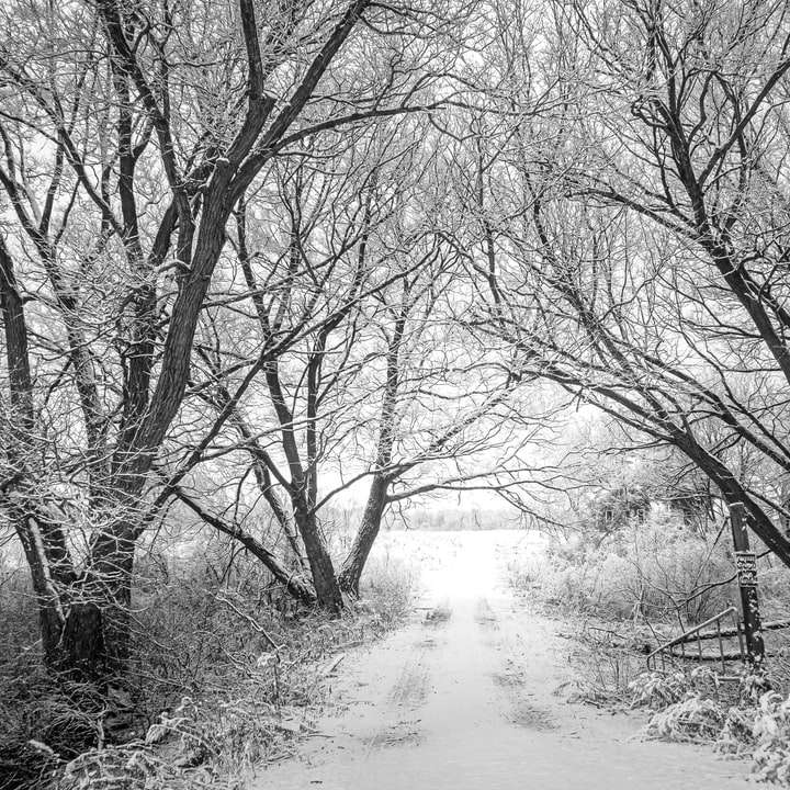 Graustufenfoto von Bäumen in der Nähe des Flusses Schiebepuzzle online