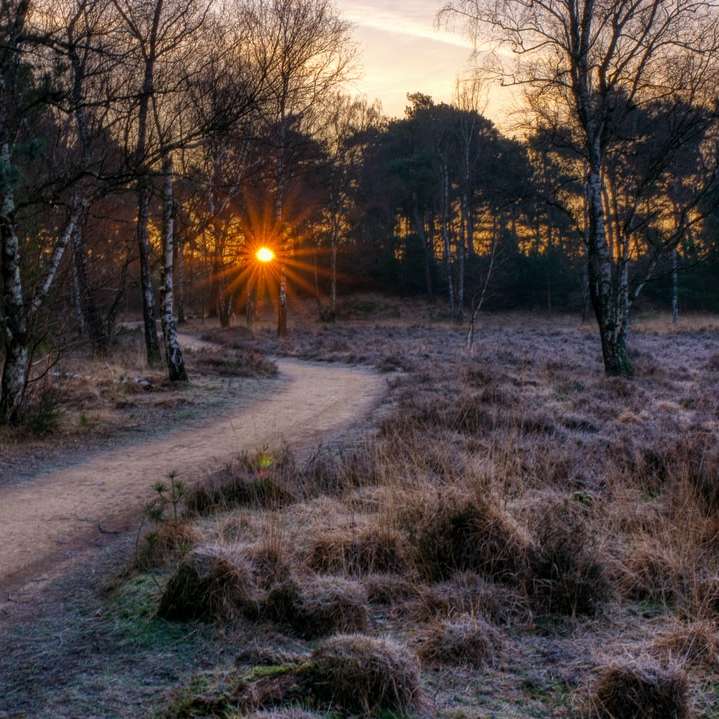 strada grigia tra erba verde e alberi durante il tramonto puzzle online