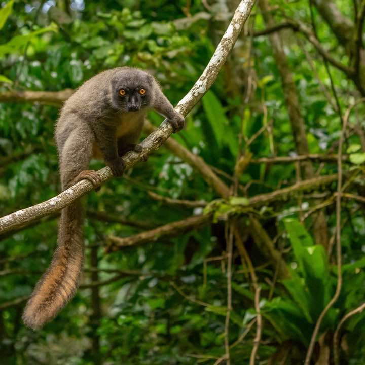 macaco marrom e cinza em galho de árvore durante o dia puzzle deslizante online