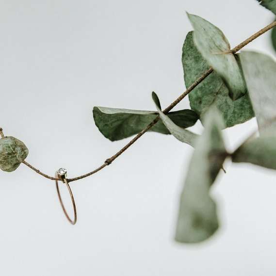 zielony liść na białym tle puzzle online