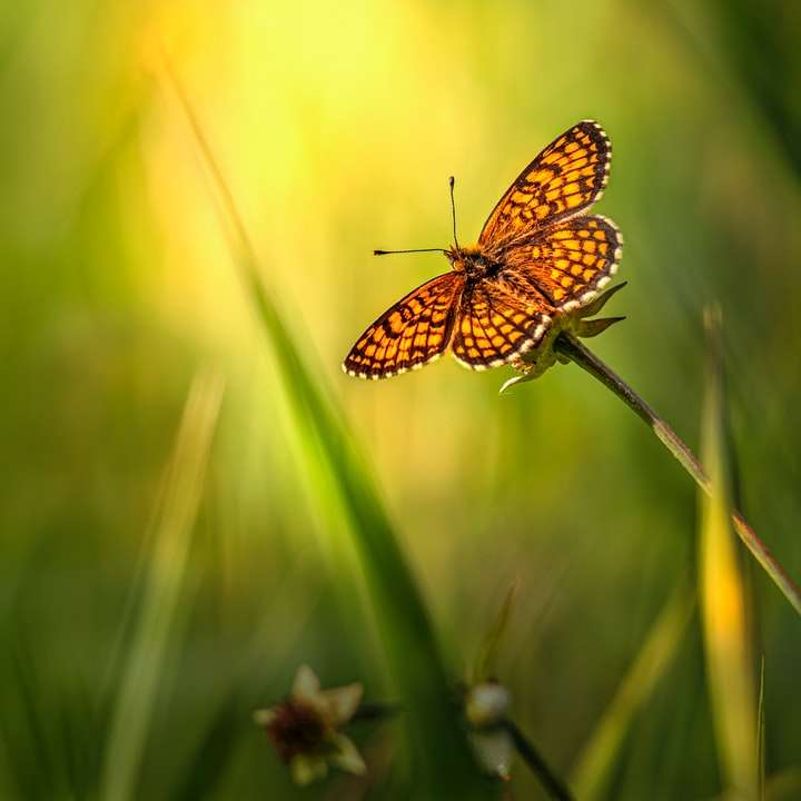 borboleta marrom e preta empoleirada em uma planta verde puzzle deslizante online