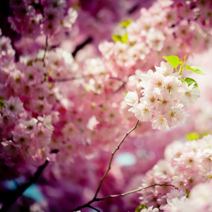 rosa Kirschblüte in der Nahaufnahmefotografie Online-Puzzle