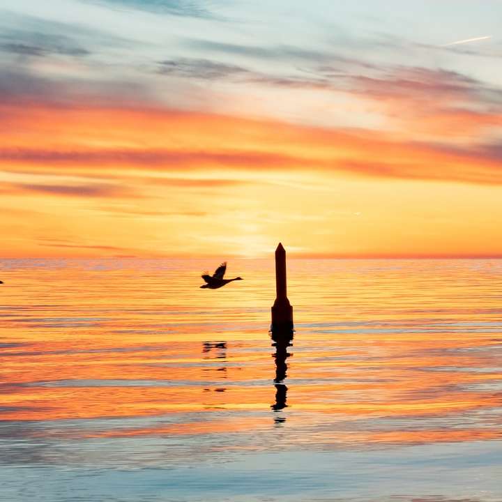 日没時の水域に2羽の鳥のシルエット スライディングパズル・オンライン